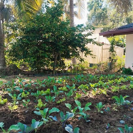 Ella Nature Valley Homestay ภายนอก รูปภาพ