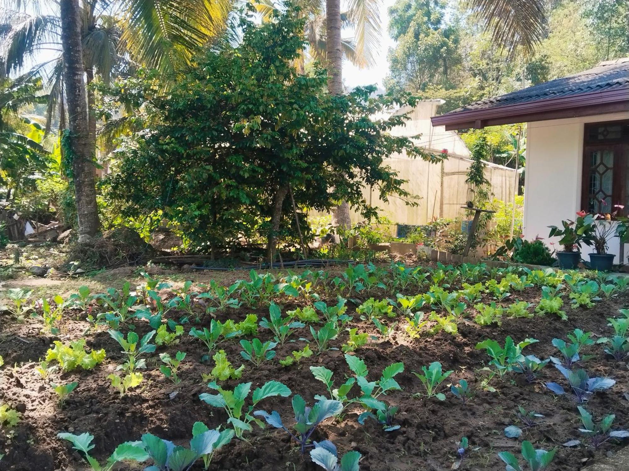 Ella Nature Valley Homestay ภายนอก รูปภาพ