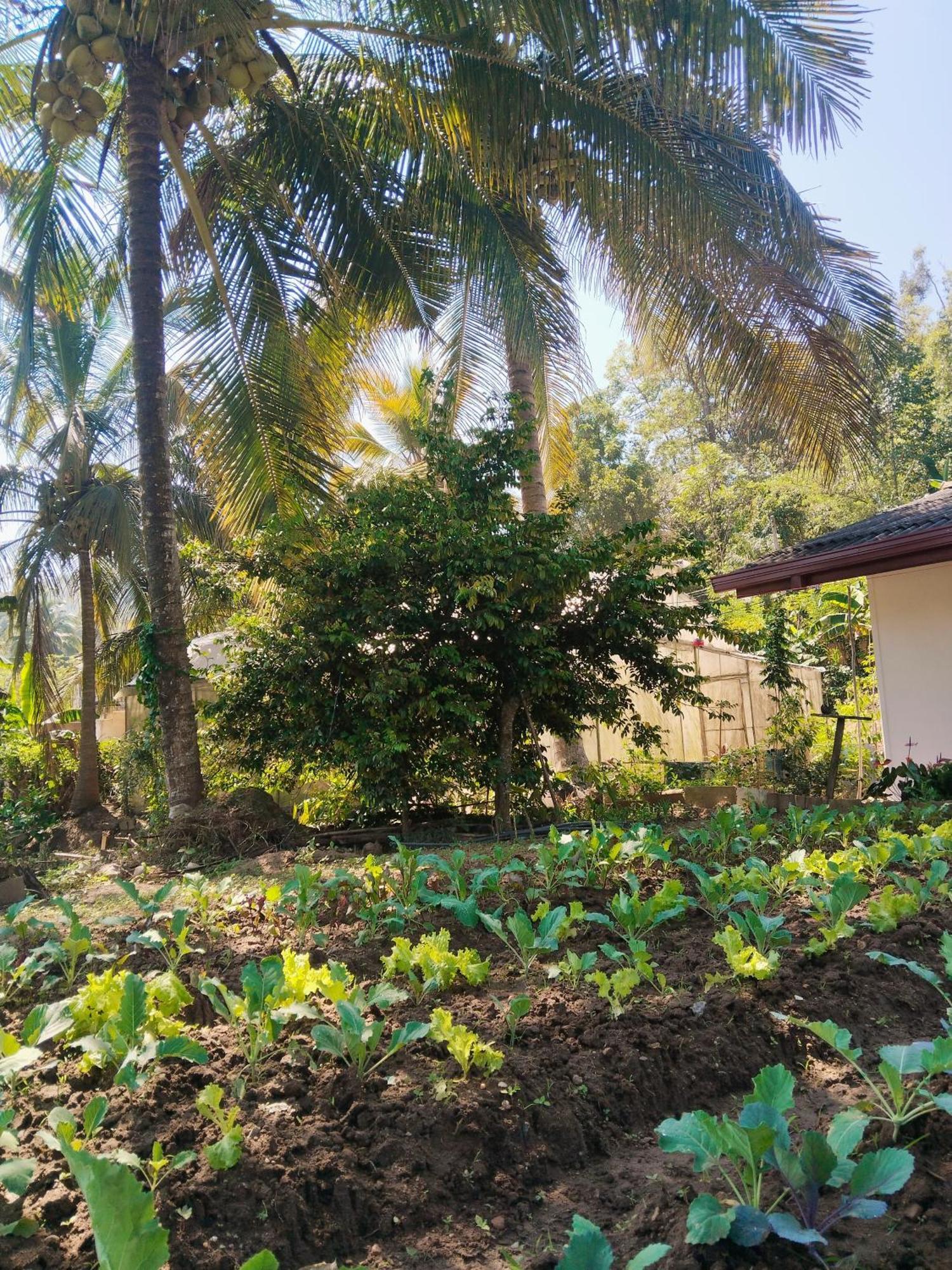 Ella Nature Valley Homestay ภายนอก รูปภาพ